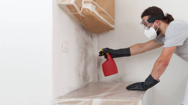 Professional Mold Remediation technician working in Welby, CO
